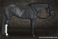 Horse Color:Black Rabicano  and Black Rabicano 