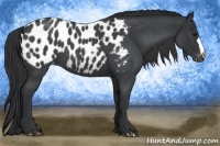 Horse Color:Blue Roan Blanket 