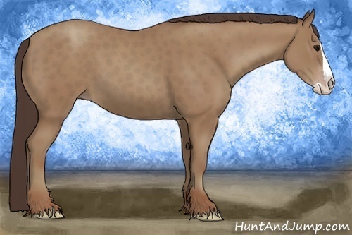 Horse Color:Classic Champagne Splash