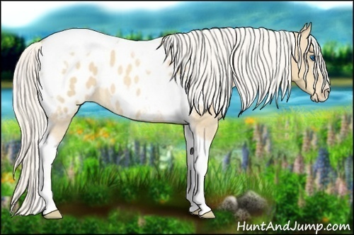 Horse Color:Silver Classic Cream Champagne Roan Splash Tobiano Frame Appaloosa Rabicano