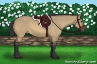 Horse Color:Bay Dun