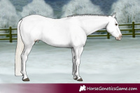 Horse Color:Midnight Palomino Ice Sabino Appaloosa  and Midnight Palomino Ice Sabino Appaloosa 