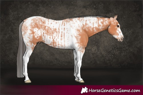 Horse Color:Bay Mushroom Tobiano  and Bay Mushroom Tobiano Frame 