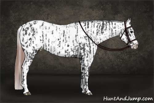 Horse Color:Blue Roan Near Leopard  and Blue Roan Frame Near Leopard 