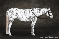 Horse Color:Blue Roan Appaloosa and Blue Roan Frame Appaloosa