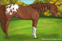 Horse Color:Chestnut Blanket 