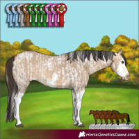 Horse Color:White Spotted Silver Bay Splash Frame Appaloosa  and Bay Dun Splash Frame 