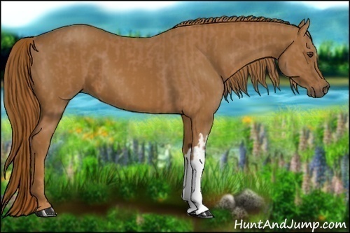 Horse Color:Chestnut and Chestnut