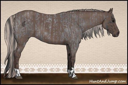 Horse Color:Blue Roan  and Silver Blue Roan 