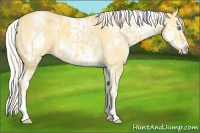 Horse Color:White Spotted Gold Cream Champagne  and White Spotted Gold Cream Champagne 