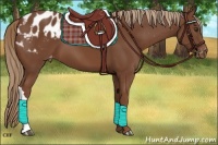 Horse Color:Chestnut Appaloosa