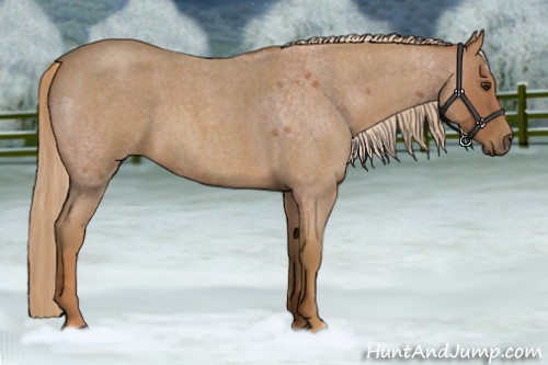 Horse Color:Red Roan Rabicano  and Red Roan Rabicano 