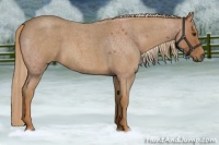 Horse Color:Red Roan Rabicano  and Red Roan Rabicano 