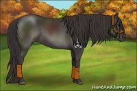 Horse Color:Smoky Black Rabicano 