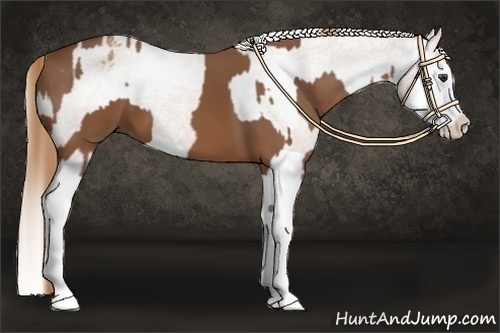Horse Color:Chestnut Splash  and Chestnut Splash Appaloosa 