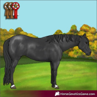 Horse Color:Black 