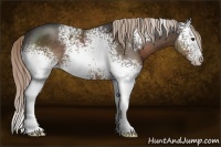 Horse Color:White Spotted Liver Chestnut Sabino 