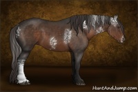 Horse Color:White Spotted Liver Chestnut