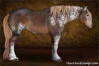 Horse Color:White Spotted Liver Chestnut