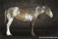Horse Color:White Spotted Chocolate Palomino