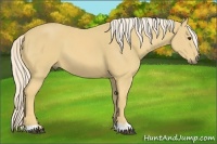 Horse Color:Palomino 