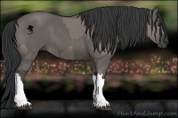 Horse Color:Grullo  and Grullo 