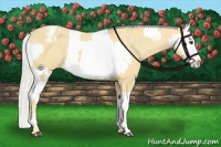Horse Color:Palomino Appaloosa  and Gold Cream Champagne Appaloosa 