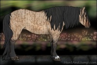 Horse Color:Bay Dun  and Bay Dun 