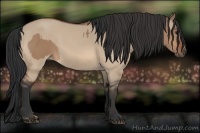 Horse Color:Bay Dun and Bay Dun