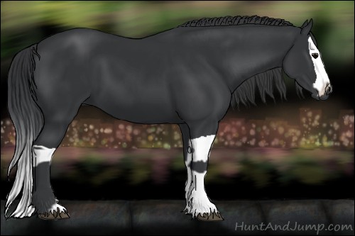 Horse Color:Black  and Black Splash 