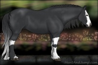 Horse Color:Black and Black Splash