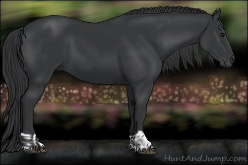 Horse Color:Black  and Black 