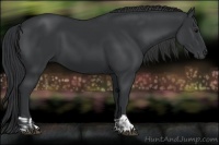 Horse Color:Black  and Black 