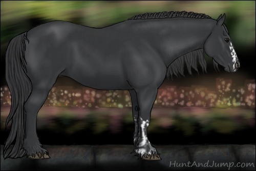 Horse Color:Black  and Black 