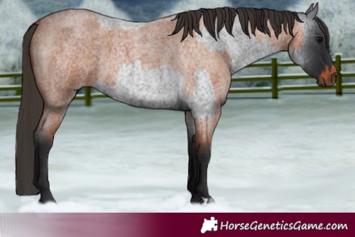Horse Color:Blue Roan and Bay Roan