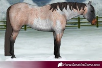 Horse Color:Blue Roan  and Bay Roan 