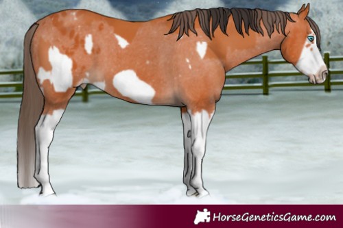Horse Color:Bay Splash Frame and Bay Splash Frame Appaloosa