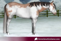 Horse Color:Bay Roan Splash Frame 