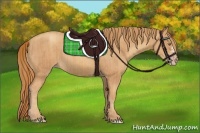 Horse Color:Gold Champagne  and Gold Champagne 