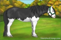 Horse Color:Black Splash