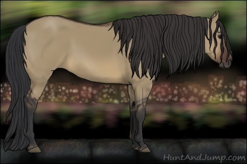 Horse Color:Brown Dun 