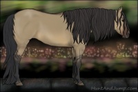 Horse Color:Brown Dun