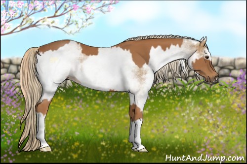 Horse Color:Chestnut  and White Spotted Chestnut 