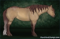 Horse Color:Chocolate Buckskin Dun Sabino