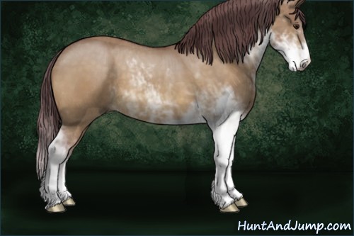 Horse Color:Chocolate Buckskin Dun Sabino 