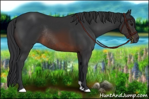Horse Color:Brown Rabicano and Brown Rabicano