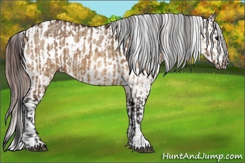 Horse Color:Bay Dun and Bay Dun Appaloosa