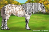 Horse Color:Bay Dun  and Bay Dun Blanket 
