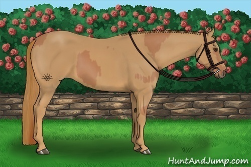 Horse Color:Chestnut  and Chestnut 