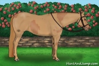 Horse Color:Chestnut  and Chestnut 